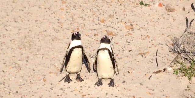 Die kapstädter Pinguine vom Boulders Beach